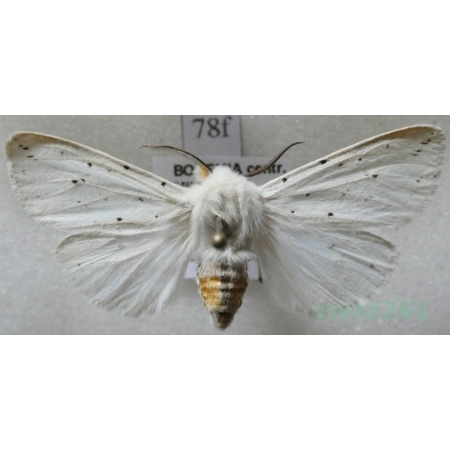 Spilosoma lubricipeda (Linnaeus, 1758) Szewnica miętówka Czech78f